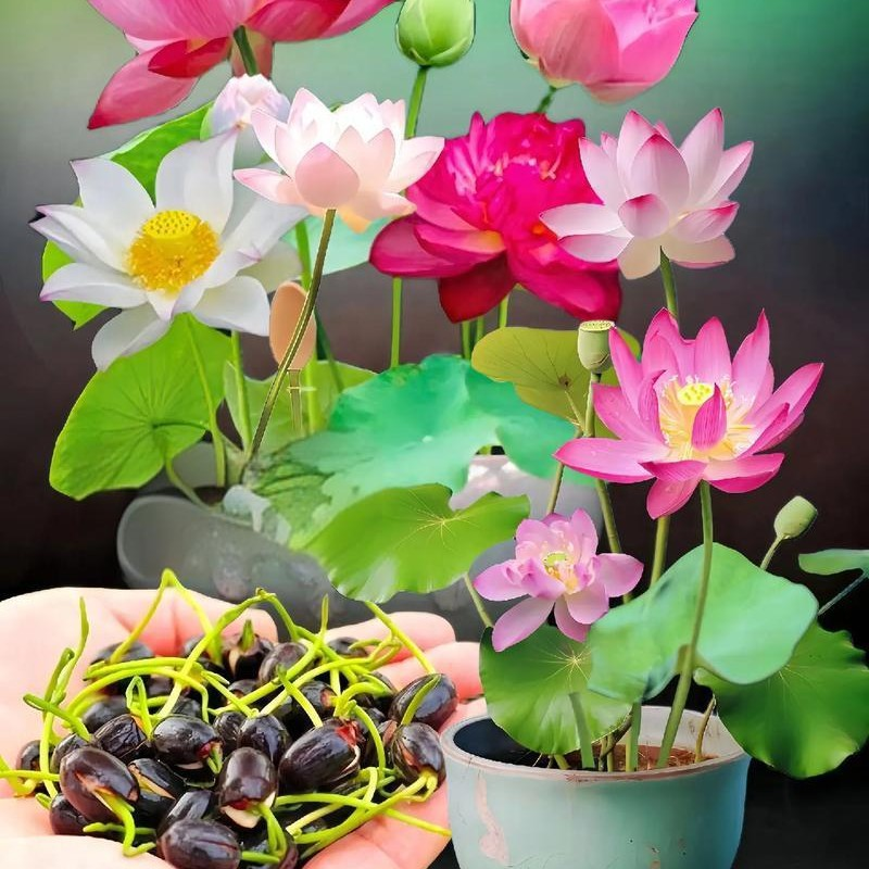 💮Midnight Purple Lotus Seeds